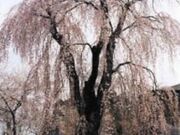相山公園の桜の写真2