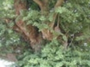 大イチョウ逆銀杏の写真1
