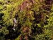 滝前不動のフジの写真2