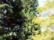 石雲寺のコウヤマキの写真1