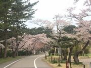 能代公園の桜の写真1