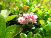 長走風穴高山植物群落の写真1