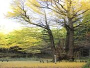銀杏山神社の大イチョウの写真2
