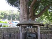水神様の大ケヤキ(大沢大ケヤキ)の写真1