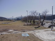 役内川の桜並木の写真2