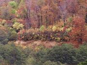 西吾妻スカイバレーの紅葉の写真3