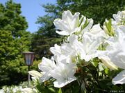 松ヶ池公園の白つつじの写真1