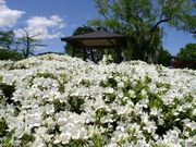 松ヶ池公園の白つつじの写真2