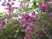はぎ公園のハギの写真2
