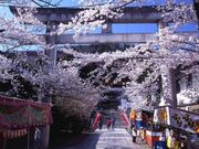 信夫山の桜の写真1