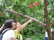 観光果樹園の写真1