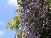 相馬神社の藤棚の写真1