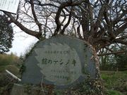 片倉のナシの木の写真2