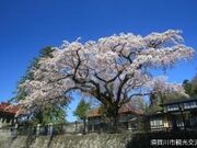 永泉寺の枝垂れ桜の写真1
