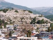 長沼城址の桜の写真1
