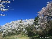 長沼城址の桜の写真2