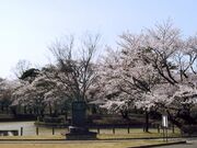 鳥見山公園の桜の写真1