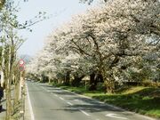牧場通りの桜並木の写真1