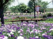 御殿場公園の花しょうぶの写真1