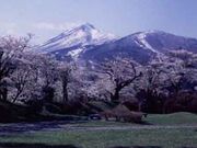 亀ヶ城公園の桜の写真1