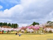 亀ヶ城公園の桜の写真2