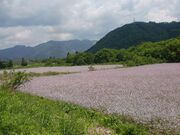太郎布高原の写真2