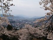 赤館公園の桜の写真1