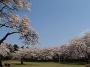 赤館公園の桜の写真2