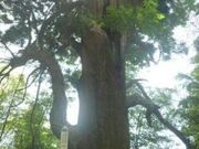 川辺八幡神社のさかさ杉の写真1