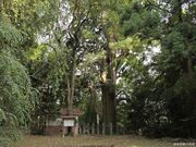 川辺八幡神社のさかさ杉の写真2