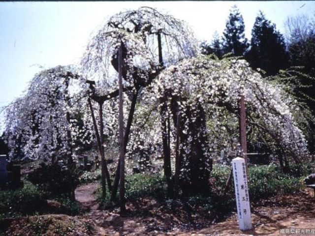 杉の糸桜(薬王寺境内)の写真1