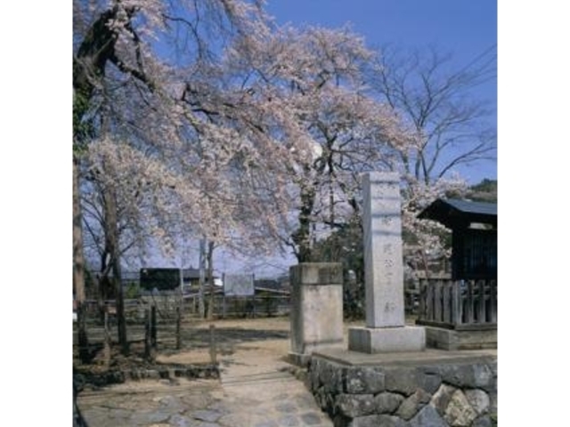 向ヶ岡公園の桜