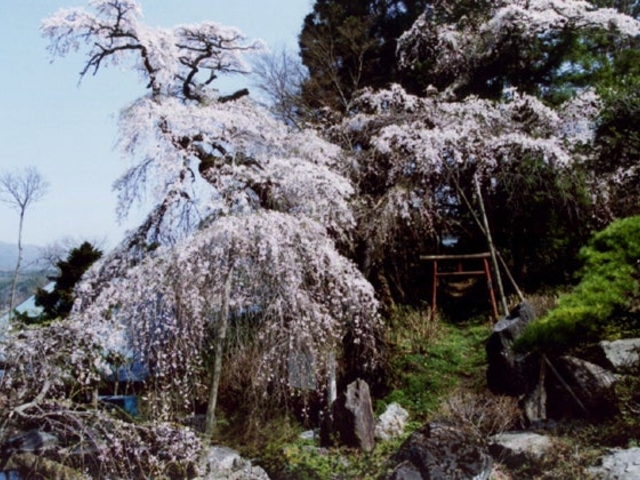 剛叟寺の枝垂桜の写真1
