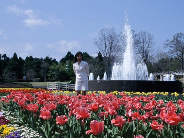 茨城県植物園のチューリップの写真1