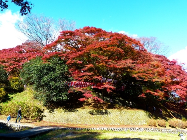 御殿山公園の紅葉