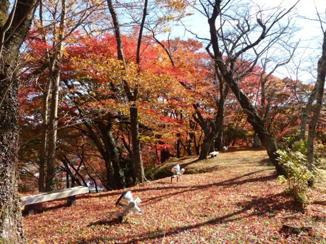 御殿山公園の紅葉