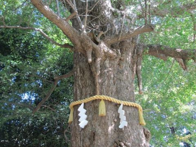 熊野神社の大イチョウ