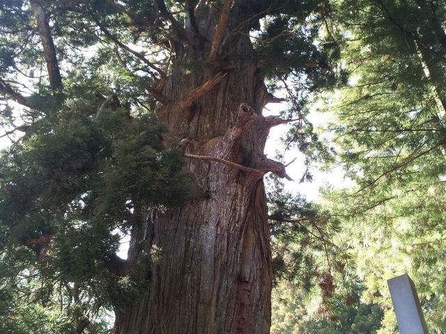 笹子峠の矢立の杉