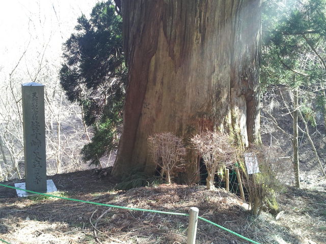 笹子峠の矢立の杉