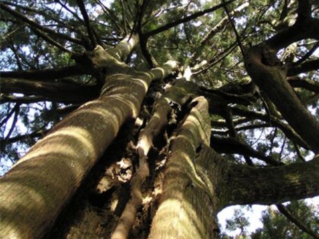 鳥居杉の写真1
