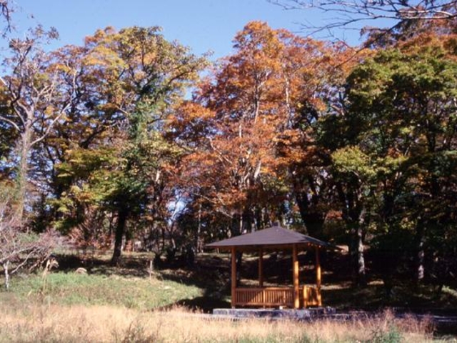 頼朝井戸の森の写真1