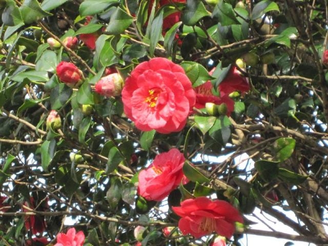 本光寺の椿園の写真1