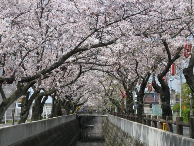十四川の桜並木の写真1