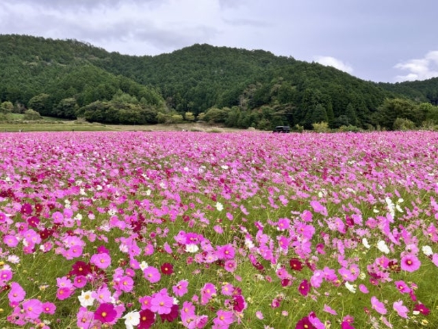 清住コスモス畑