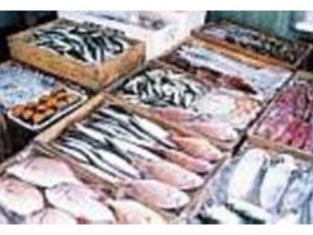 獲れたての近海魚がずらりと並べられている_脇久商店