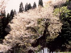 かすみ桜の写真1
