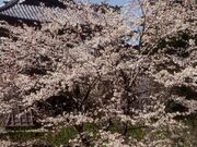 雨引観音の桜の写真1
