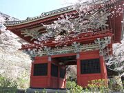 雨引観音の桜の写真2
