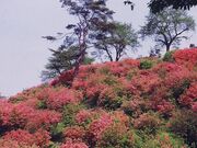 稲荷山公園のツツジの写真1