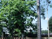 多聞寺のムクロジの写真1